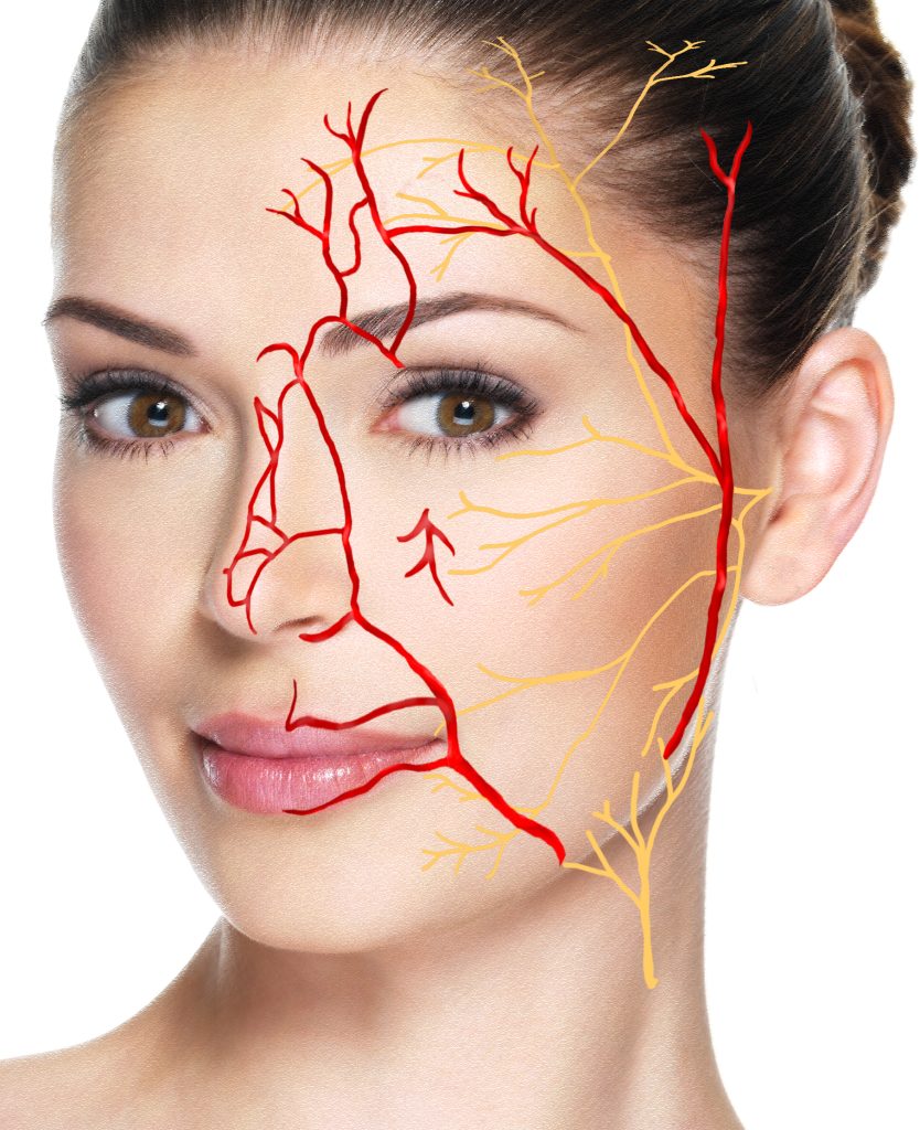 Blood vessels and nerves beneath the skin.